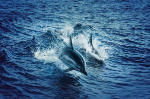 Дельфины выпрыгивают воды на фоне ярко-синих волн